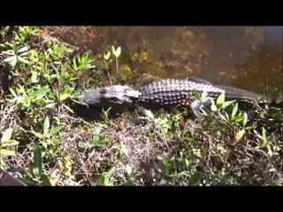 Big Cypress National Preserve: The Beauty of Florida