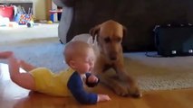 COMEDY VIDEOS _ FUNNU BABIES - Child playing with the dog-GZp8TUbzJag