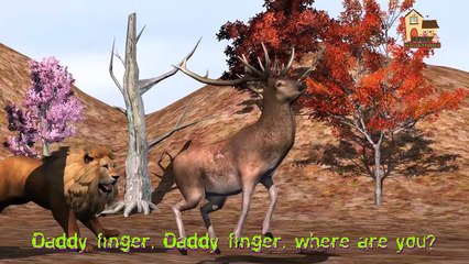 Lion Finger Family Nursery Children 3d Rhymes | Lion Attacks | Lion Hunting