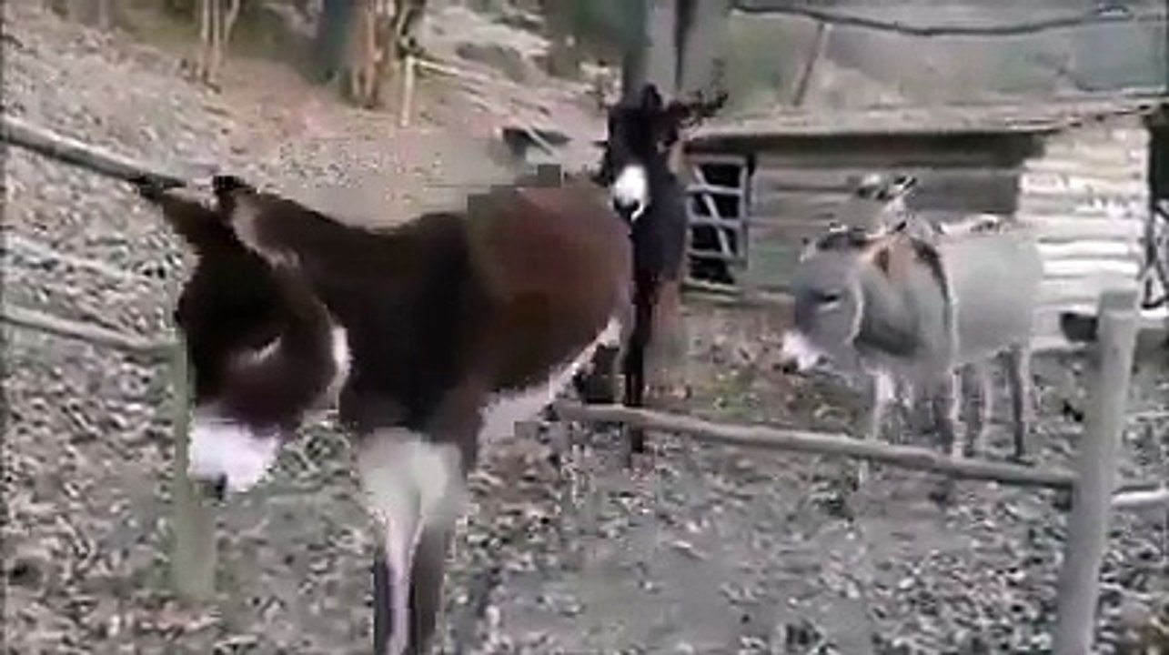 حمار ذكي و أذكى من بعض البشر هههههههههه