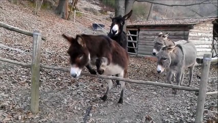 Un âne plus intelligent que les autres !