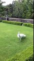 Beautiful White Peacock Dance