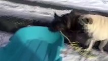 Dogs enjoing and playing with snow