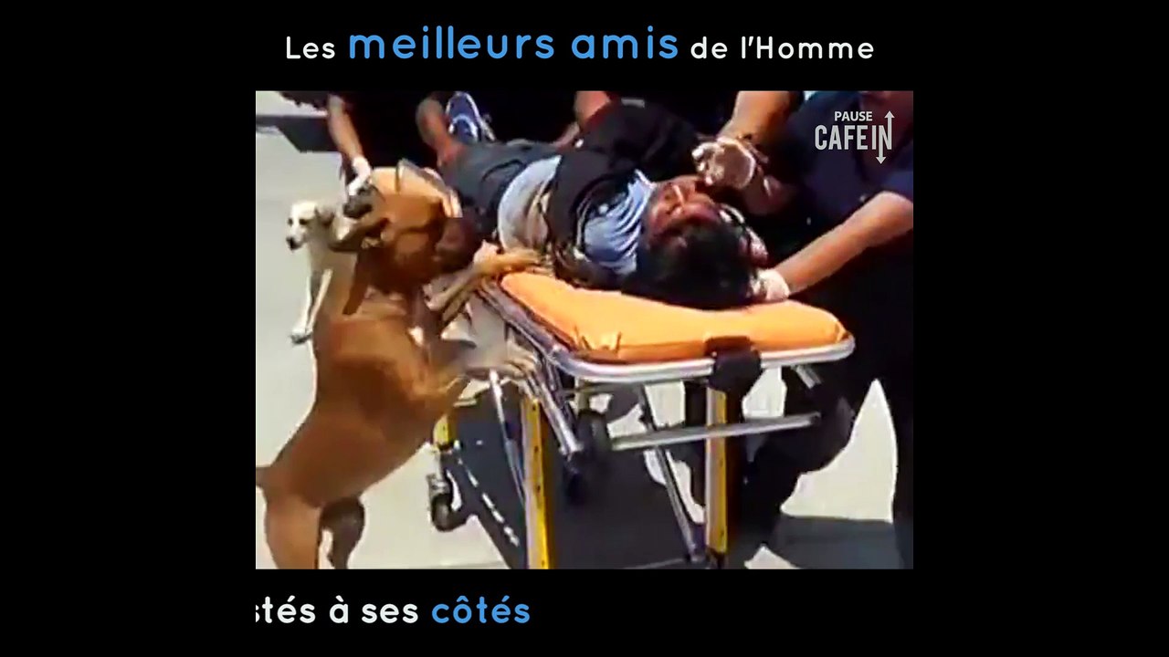 Des chiens soutiennent leur propriétaire après qu'il se soit blessé