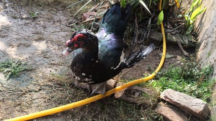 black duck Orignal video