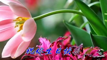 生日快樂歌 mp4 95年全新舞曲版 伍思凱