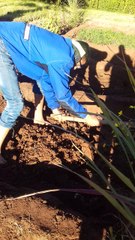 La préparation du terrain de production des plantes aromatiques