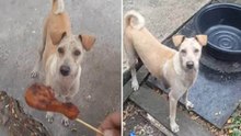 Cão implora por comida na rua mas não come... O motivo está a fazer o mundo inteiro chorar!