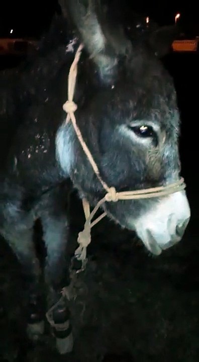 Ils ont délivrés une ânesse torturée pendant plusieurs années, mais ils seront plus surpris en découvrant son secret