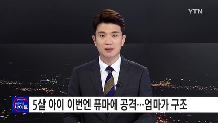 5살 어린이 퓨마에 공격 당해...엄마가 구조 / YTN (Yes! Top News)