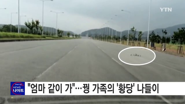 [영상] 엄마 같이 가 ...꿩 가족의 '황당' 나들이 / YTN (Yes! Top News)