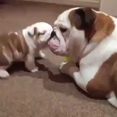 dog | the cutest dog in the world #1