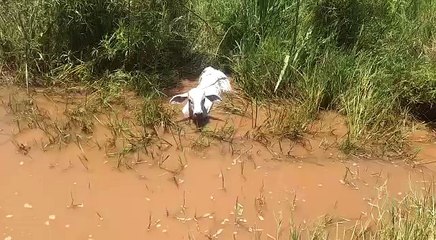 You Won't Believe Why This Cow Is Standing In The Water