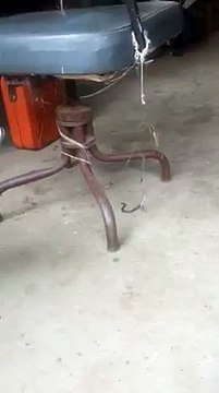 Araignée veuve noire à dos rouge VS serpent à collier rouge - Combat impressionnant