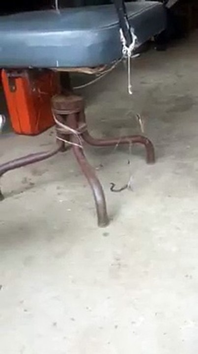 Araignée veuve noire à dos rouge VS serpent à collier rouge - Combat impressionnant