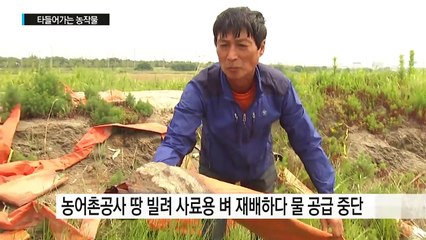 [현장24] 모두 책임을 미루는 사이...타들어 가는 농심 / YTN (Yes! Top News)