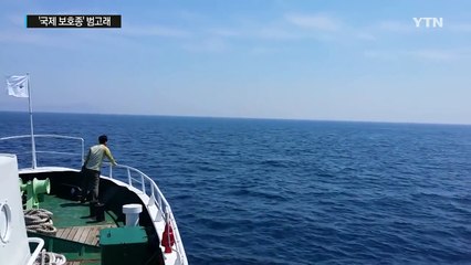 '바다 포식자' 범고래 무리 다도해 출현 첫 포착 / YTN (Yes! Top News)