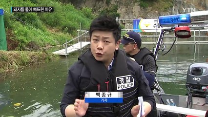 살아있는 돼지 태운 차 '풍덩'..."과학수사 실험입니다" / YTN (Yes! Top News)