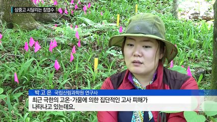 고온·가뭄에 해충...삼중고 시달리는 침엽수 / YTN (Yes! Top News)