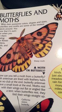 butterflies and moths