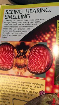 butterflies and moths