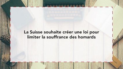 La Suisse souhaite créer une loi pour limiter la souffrance des homards