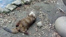 Otter throws stones