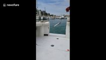 Seal jumps onto boat to eat fish