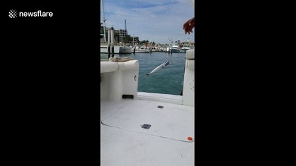 Seal jumps onto boat to eat fish