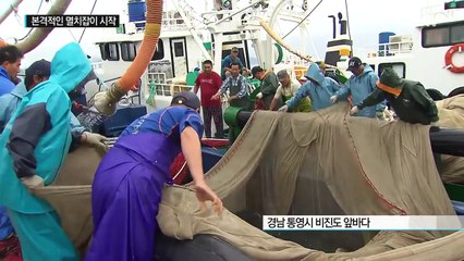 그물 가득 눈부신 은빛...금어기 끝나고 멸치잡이 시작 / YTN (Yes! Top News)