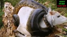Giant Anaconda prepare Swallows Up A Cow But discovered and arrested    Very Dangerous