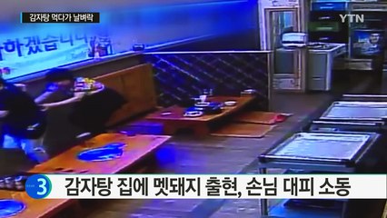 식당 안 멧돼지 출몰 소동...손님·직원 '혼비백산' / YTN (Yes! Top News)