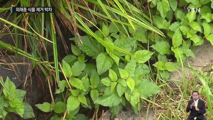 바다제비를 지켜라...생태계 위협 외래종 식물 제거 박차 / YTN (Yes! Top News)