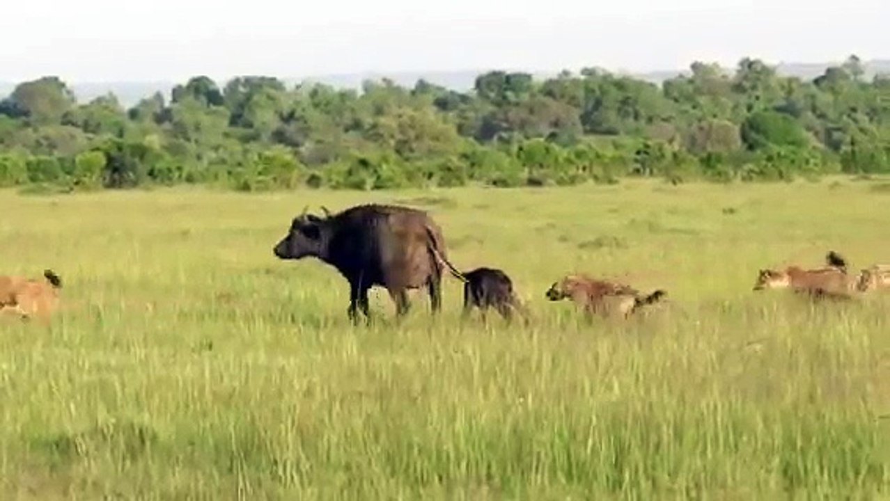 Hyena attacks new born Cape buffalo