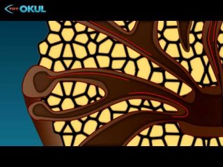 Anatomi Atlası - 14. Bölüm / Karaciğer - TRT Okul