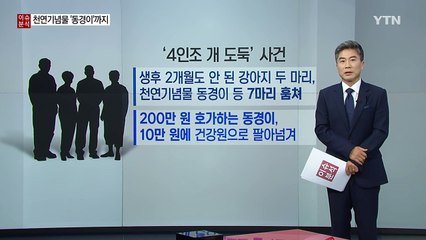 초복 앞두면 등장하는 단골 밤손님 '개 도둑 주의보' / YTN (Yes! Top News)