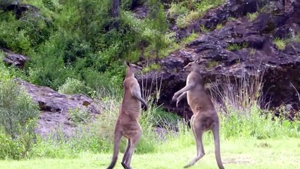 Kanguruların müthiş boks maçı...