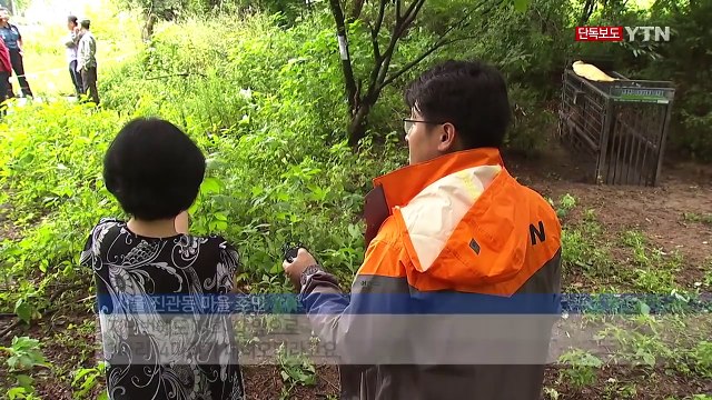[단독] 서울 민가 인근 또 멧돼지 출몰...이번엔 무려 10마리 / YTN (Yes! Top News)