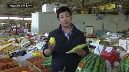 수박보다 달콤한 옥수수, 이제 生으로 먹는다 / YTN (Yes! Top News)