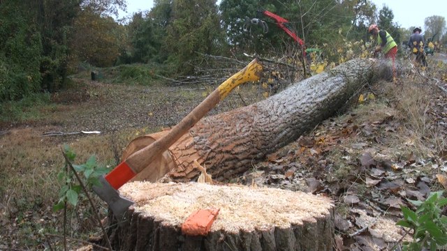 Trente-deux arbres fatigués abattus à...