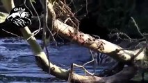 crocodile attacks best compilation ever HD