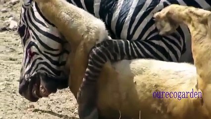 Animals Attacks On Lion Buffalo vs Lion vs zebra Animal attack Prey Fight back