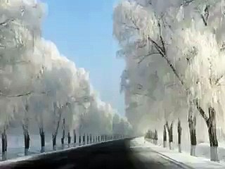 snow at the trees ثلوج على الاشجار