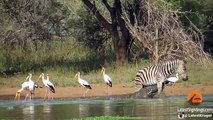 Zebra Escapes the Jaws of 2 Crocodiles