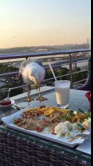 İnsanların Yemeğine Dadanan Trol Martı