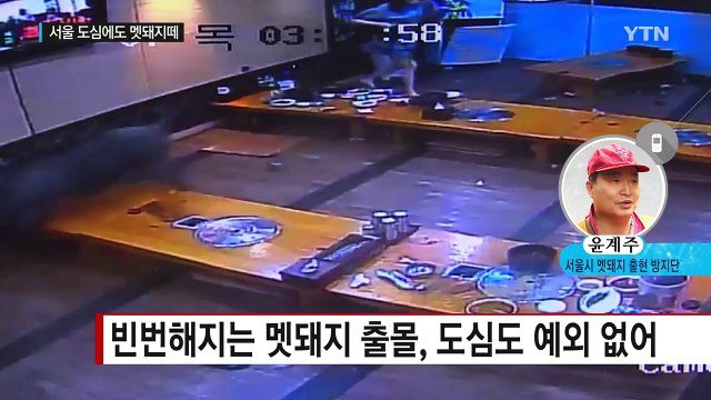 서울 도심까지 '멧돼지 출몰' 공포 / YTN (Yes! Top News)