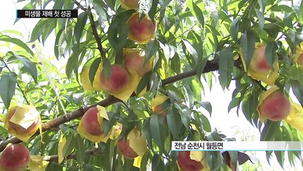 농약 없이 미생물로 키운 복숭아, 재배 성공 / YTN (Yes! Top News)
