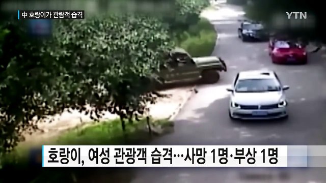 中 동물원 호랑이, 승용차서 내린 관람객 습격...2명 사상 / YTN (Yes! Top News)