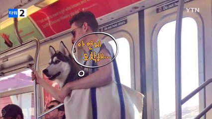 뉴욕 지하철에 대형견을 태우는 방법 / YTN (Yes! Top News)