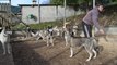 VIDEO - Une Beaujolaise participe à la Grande Odyssée avec ses chiens de...